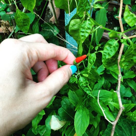 I'm picking fresh chilies from parents' garden for our dinner, spicy shrimp basil. 😍😍😍