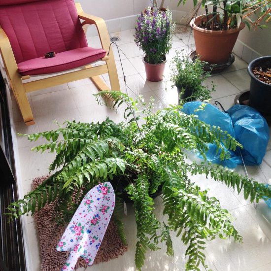 We bought new ferns today.