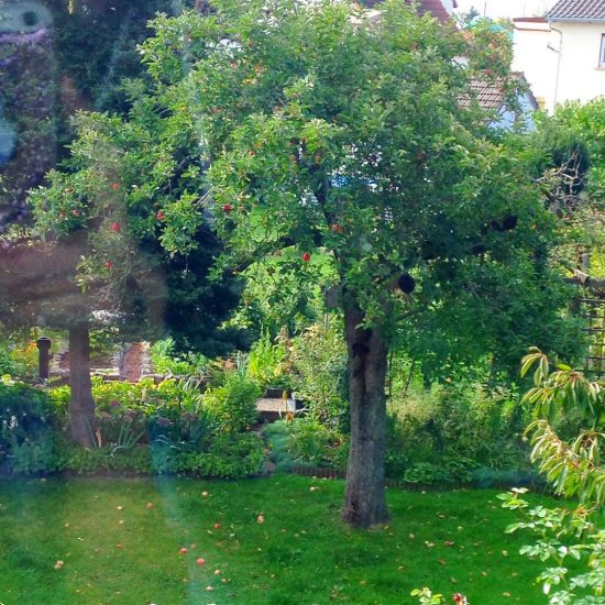Beautiful Apple tree in the garden