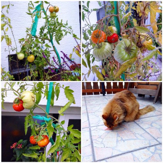 Organic tomatoes & Kitty...good morning! #serebiiingermany