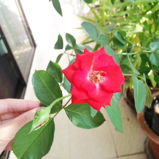 @armyxxl and I got this lovely rose tree from the restaurant we went with @cibisstefanko Valentine's Day last year. It has been growing and having roses throughout the year. I'm so excited about its one year anniversary.