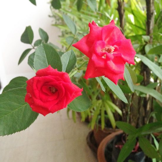 These 2 roses made me smile. I'm so glad that this rose tree is growing.