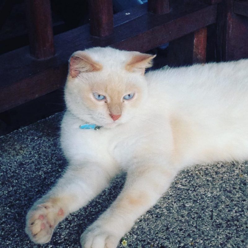 Beach cat , her eyes are blue.