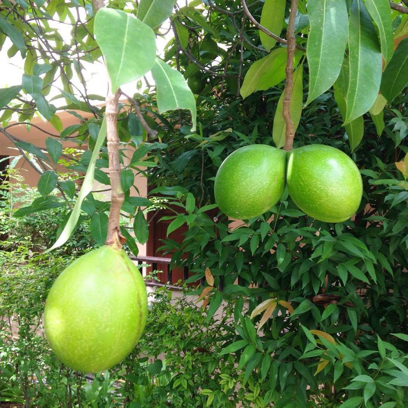 I thought they must be fat mangoes. Then I was researching, I found out they were actually young pomelos! Hehe I saw the pomelo tree for the first time of my life.😆😂😝I now have an idea of growing fruits and vegetables at home. I wanna start it soon. It would be nice if I can grow 🥑🥑🥑🥑🥑🥑🥑🥑🥑at home since they are expensive. #curious #pomelotree #fatfruit #fruit #islandfruit #islandlife #island #samui #thaifruit #pomelo 🍈🍐🍈🍐🍈🍐🍈