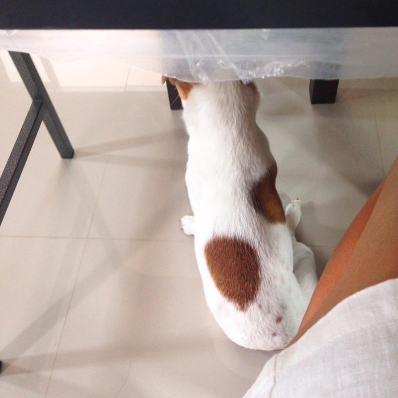 Cutie Cooper was under the table while I was eating dinner. Haha 😂he visits us everyday. He is very friendly and adorable. We love him 😍💕😍💕😍💕🌴🏡🌴🏡 🐶🐶🐶🐶