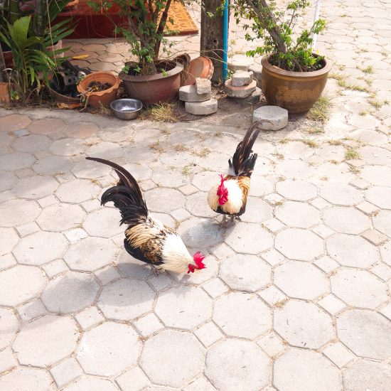 Cute chicken and cats at the temple 🐱 🐥