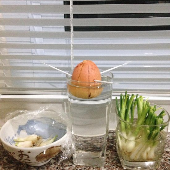 From left to right: 1. I have dried my green onion roots for my soup stock. I don't have dehydration machine so I put them in the sun for 2 days already. 2. I'm growing avocado from the seed. 🥑 3. I'm regrowing green onions from the roots.  I will post more pics of the result at the end of next week. Wish me luck 🍀