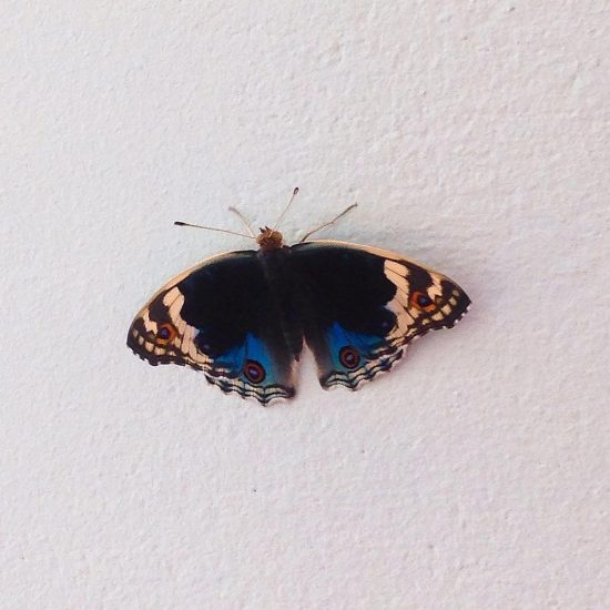This is my new visitor today. 🦋 💕🦋🌴