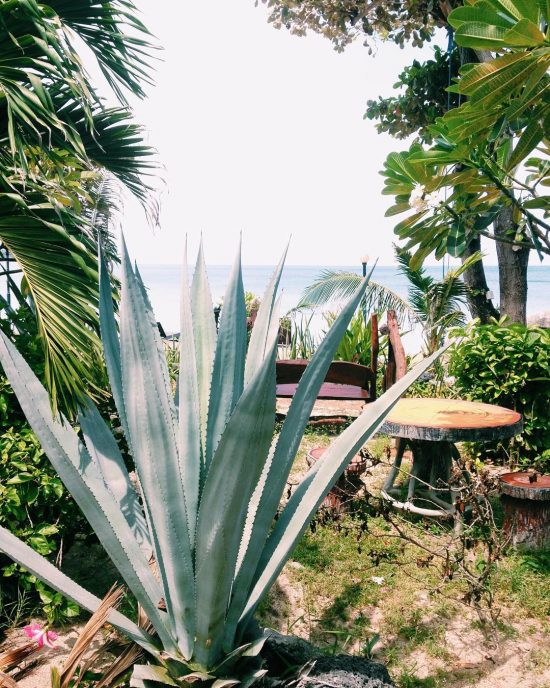 Our electricity went down so i came to work at Sunrise Bungalow. It's sometimes good to work outside of my office room. 💕🌴🌵