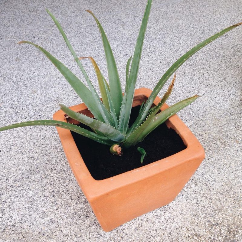 Weekend is fun. We bought a new pot for our first plant, aloe Vera (in samui) and changed the soil for it. We found some worms in the oil soil. So I decided to keep only one worm and put it into the new soil. hope it will help our aloe vera grow well.