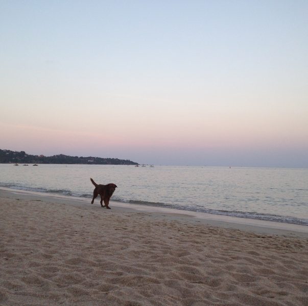 Good evening from Lamai beach. I love the sky colors. It is such a nice background, good for eyes. The doggie (beach dog) was running out from the water. He looked so happy. We tend to be happy when we are by the beach and animals are happy as well. 🌴😘😍 🐶 🌊
